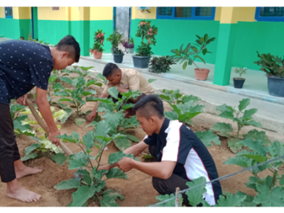 Budidaya Terong