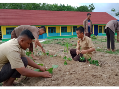 Proses Menanam Ubi